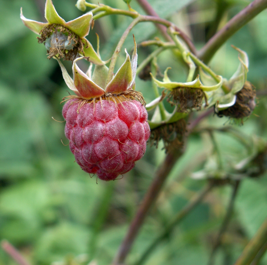 Fruit