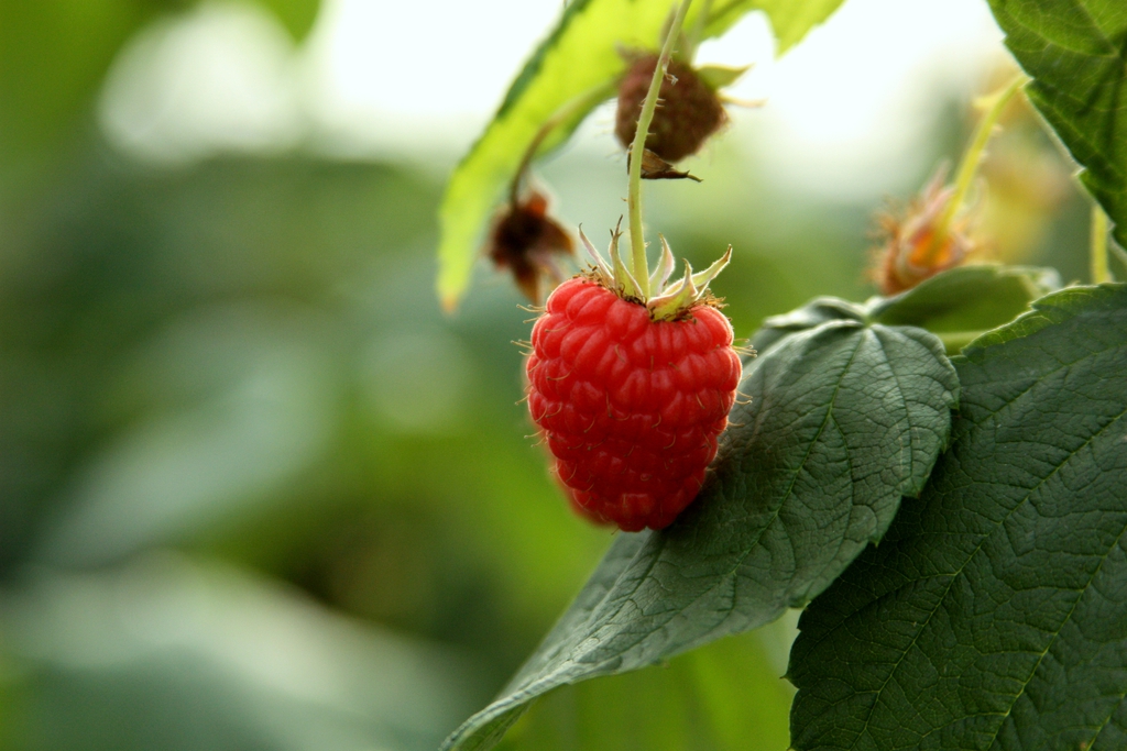Fruit