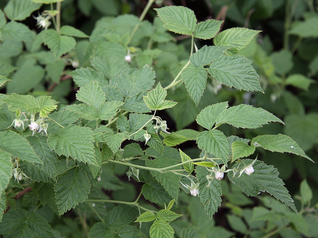 Rubus idaeus