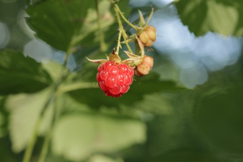 Fruit