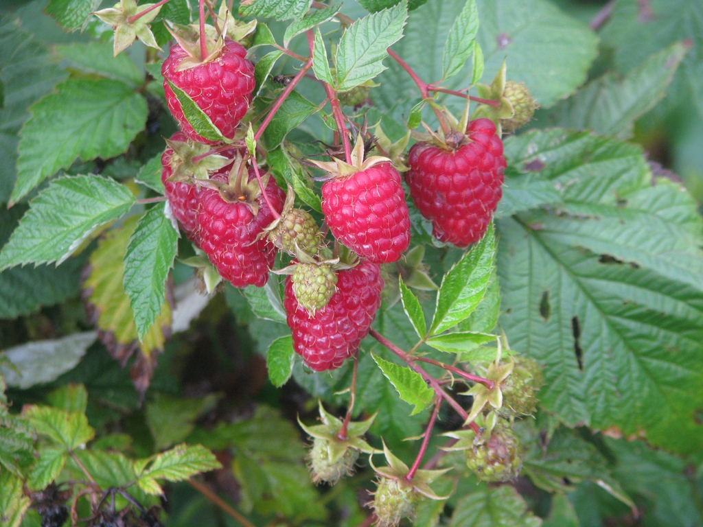 Fruit