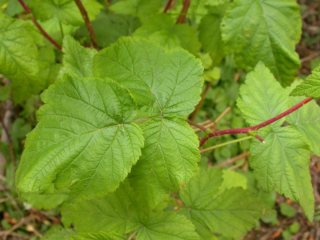 Rubus idaeus