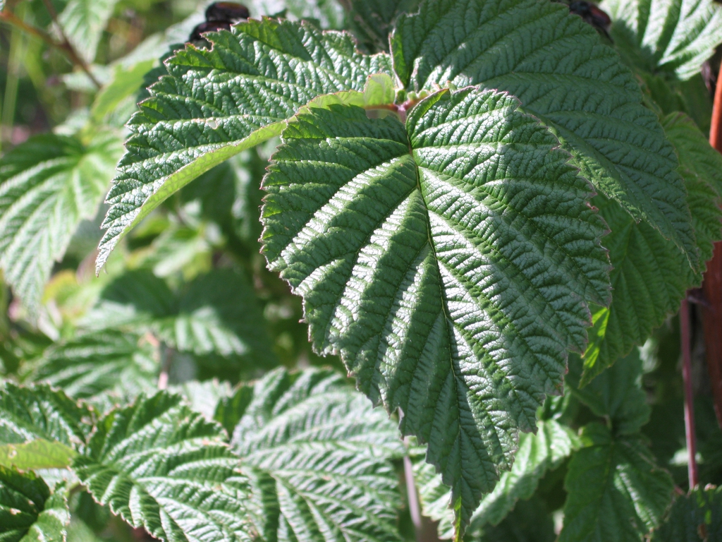 Leaves