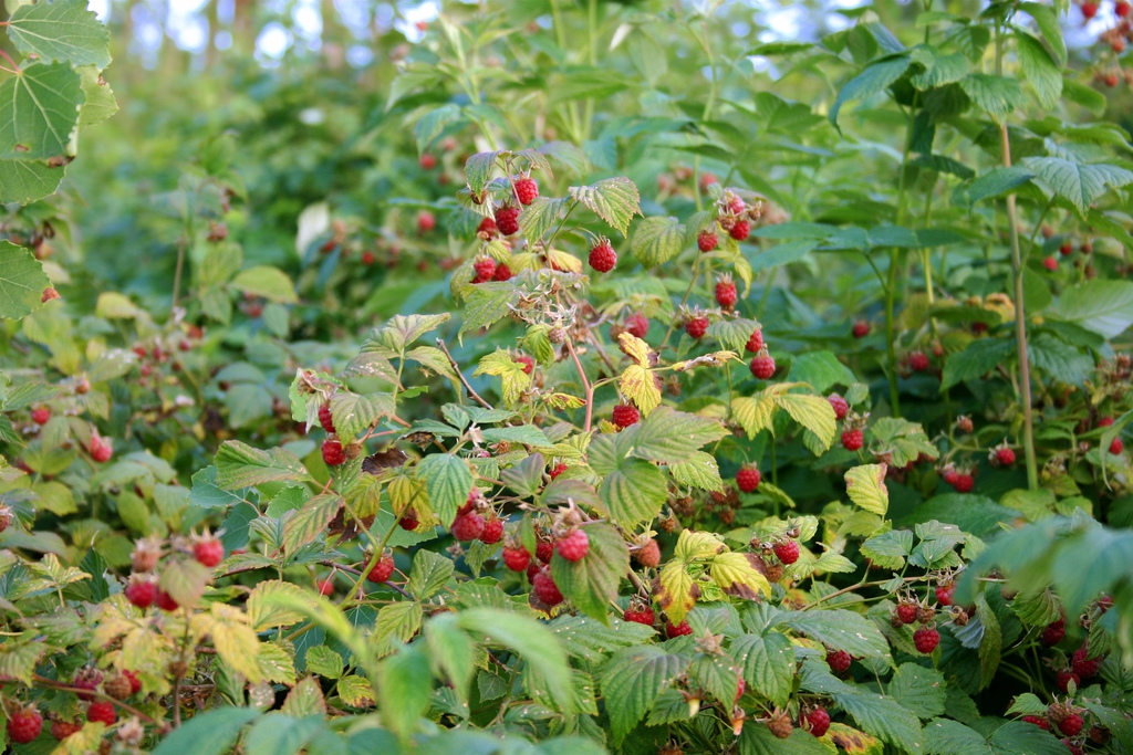 Rubus idaeus