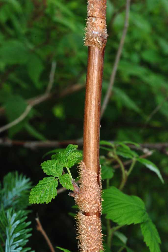 2nd year stem (North Carolina, US)-Mid Summer