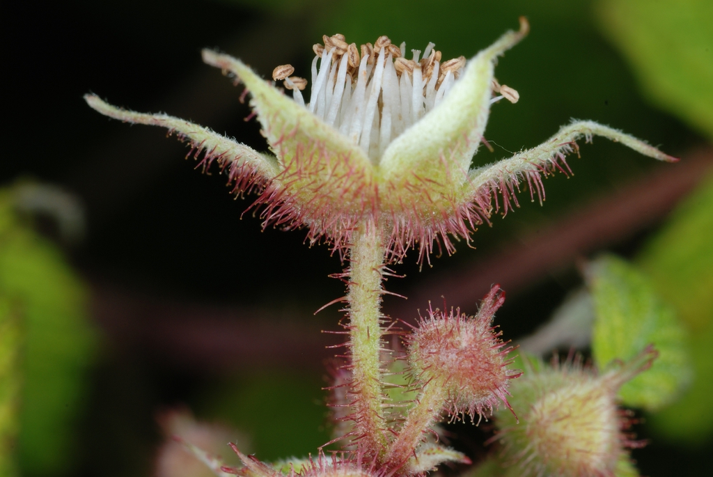 Side view of flower (North Carolina, US)-Mid Summer