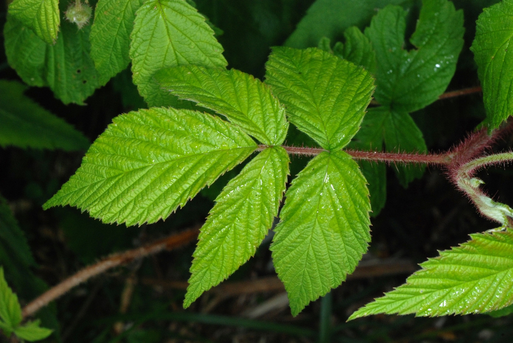 Compound leaf (North Carolina, US)-Mid Summer