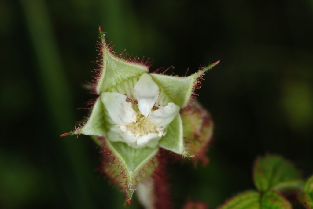 Close-up of flower (North Carolina, US)-Mid Summer