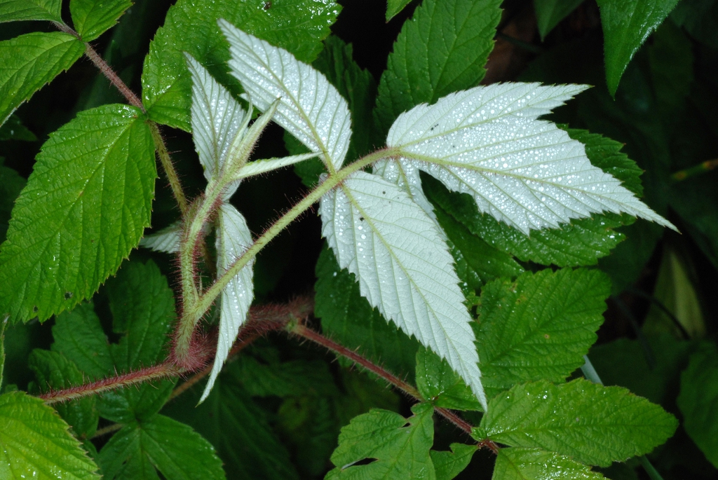 Underside of leaf (North Carolina, US)-Mid Summer