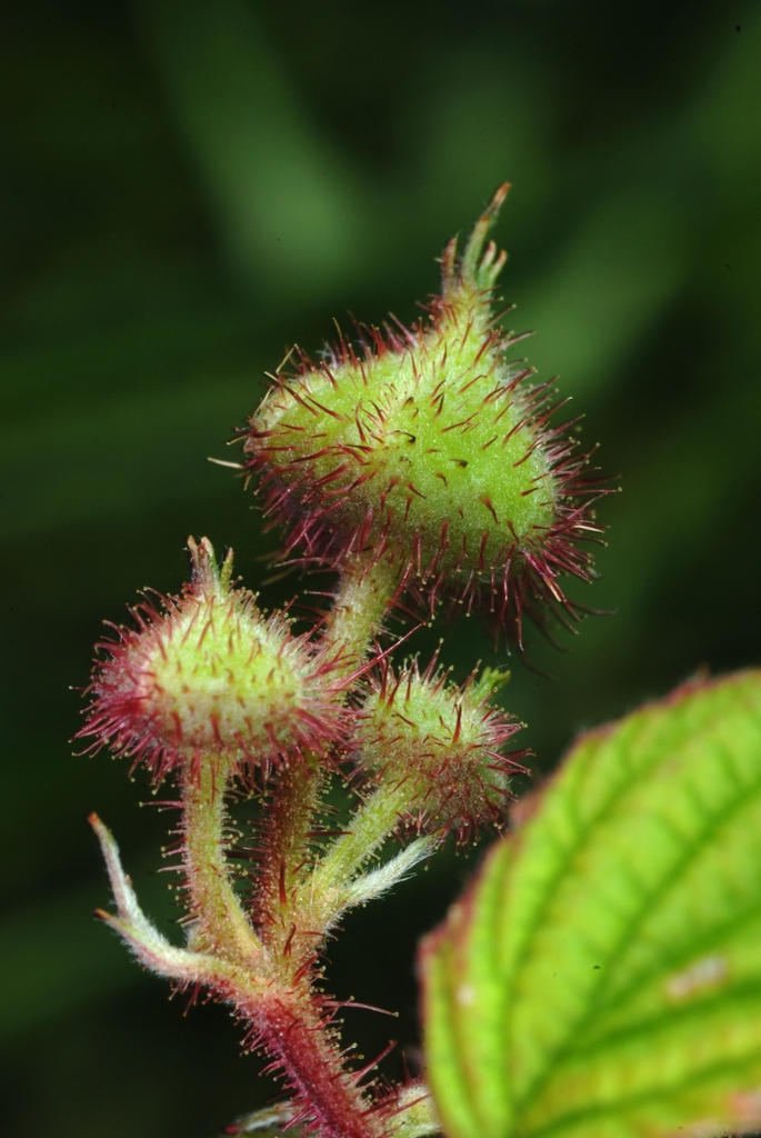 Fruits forming (North Carolina, US)-Mid Summer