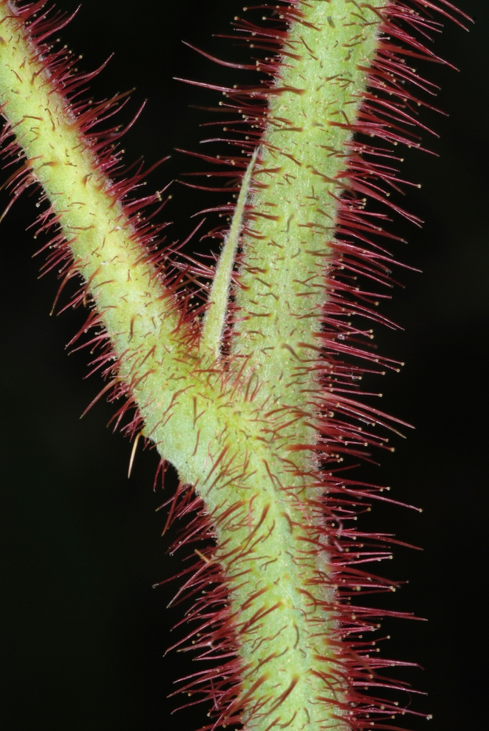 Stem with red hairs (North Carolina, US)-Mid Summer