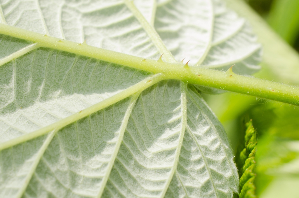 Underside of leaf closeup