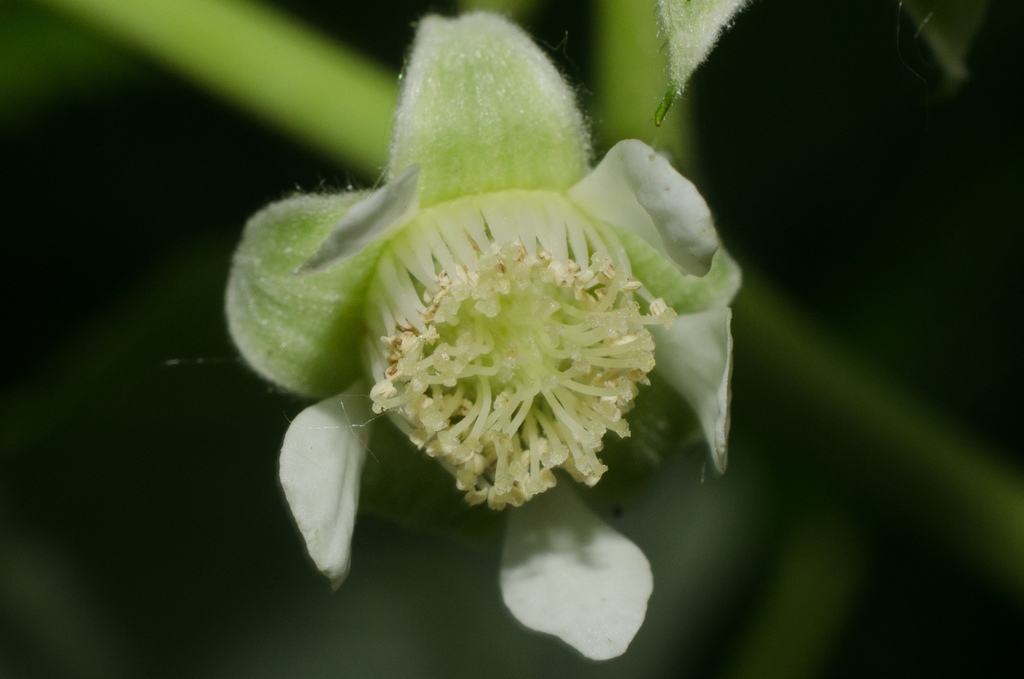 Flower detail