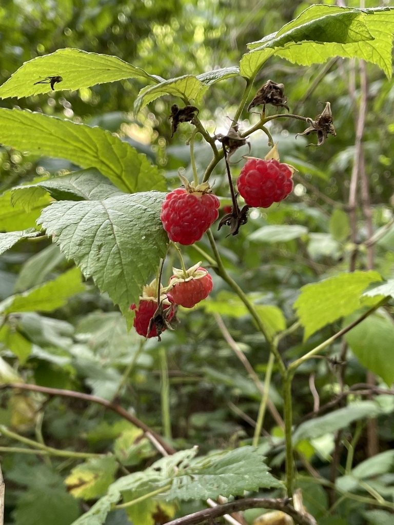 Fruit