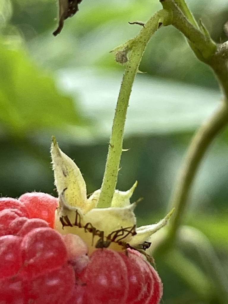 Berry stem with prickles