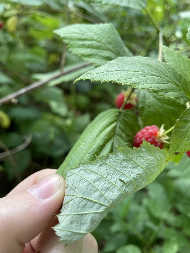 Underside of leaf