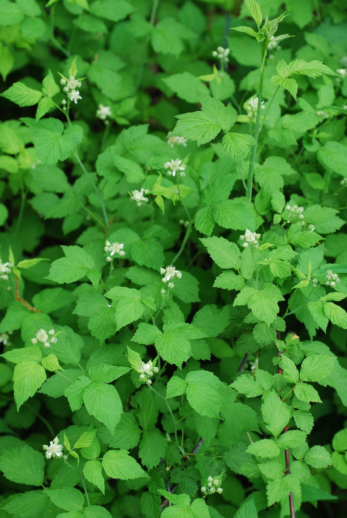 Leaves and flowers Trifoliate