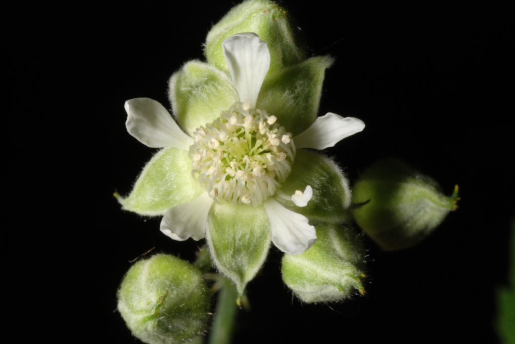 White flower close-up (Monroe County, NY)-Late Spring
