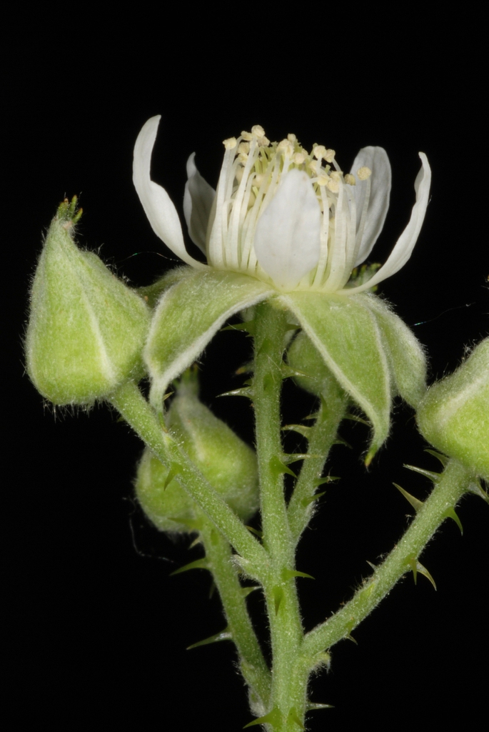 Side view of flower (Monroe County, NY)-Late Spring