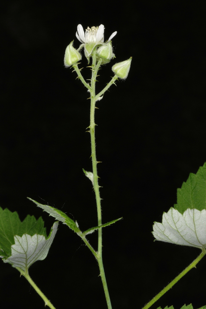 Stem with thorns (Monroe County, NY)-Late Spring