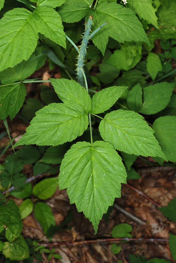 Trifoliate leaves (Monroe County, NY)-Late Spring