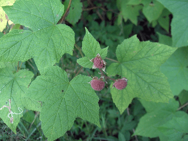 Rubus odoratus