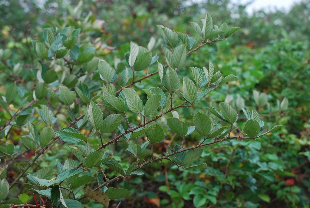 Fall form (Brighton, NY)-Mid Fall