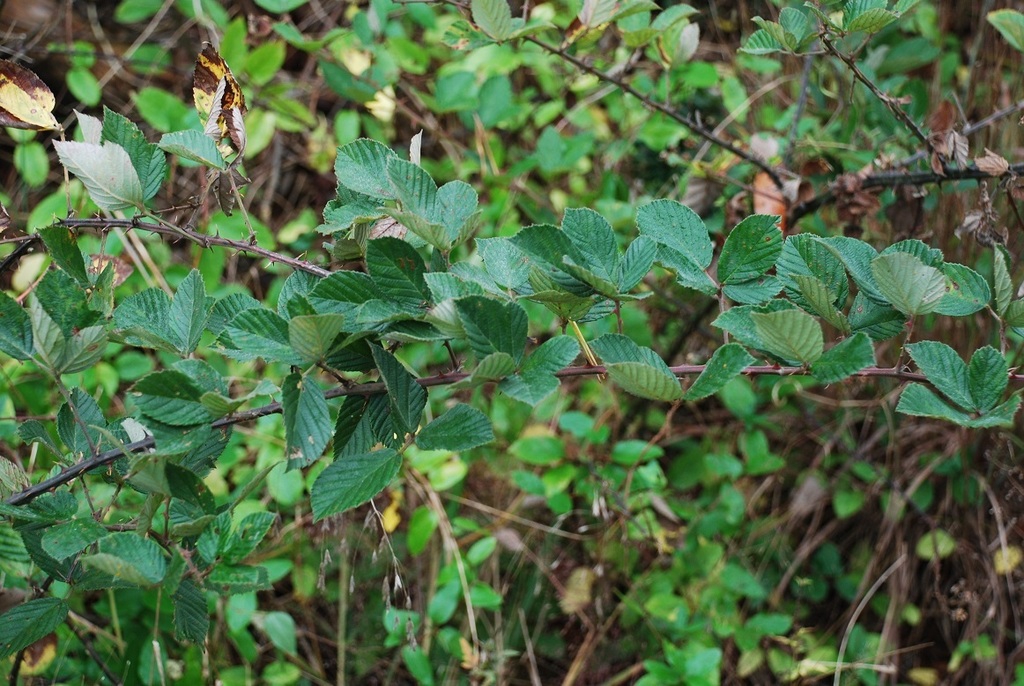 Stems and leaves (Brighton, NY)-Mid Fall