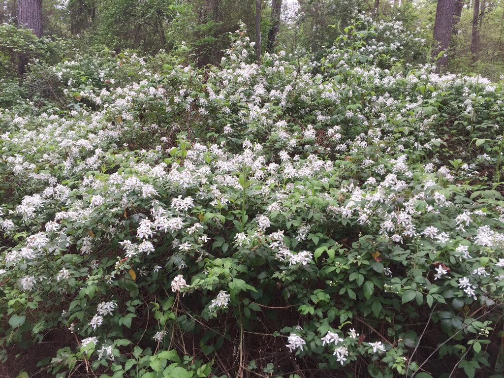 Form in bloom