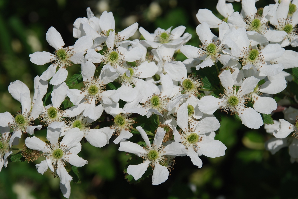 Whit flowers (Guilford County, NC)-Mid Spring