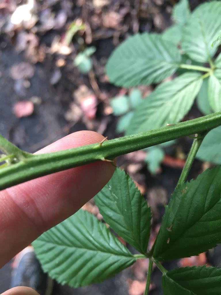 Stem with prickles