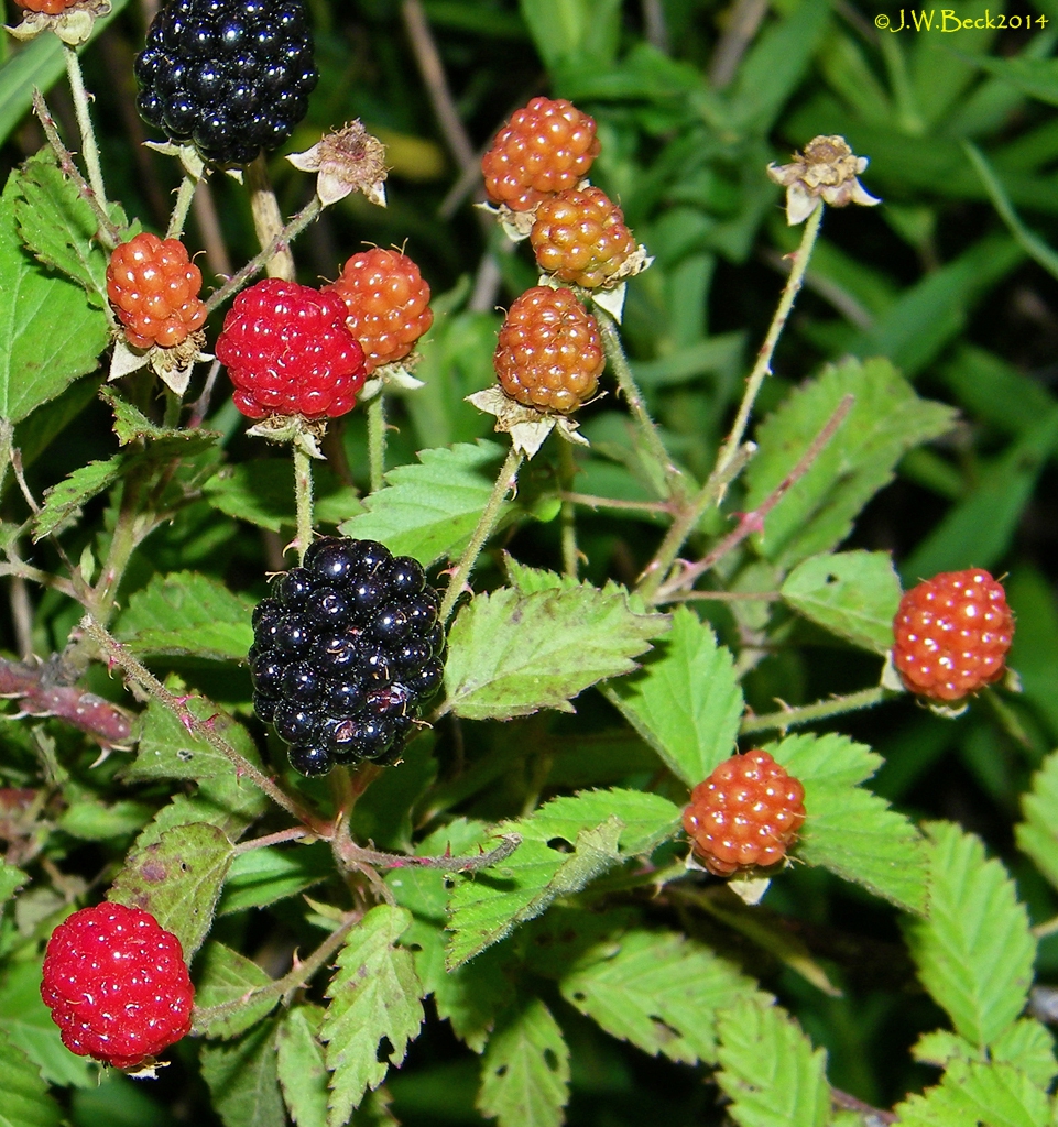 Fruit