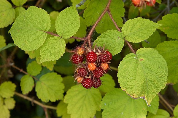 Rubus phoenicolasius