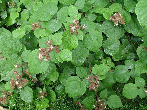 Rubus phoenicolasius