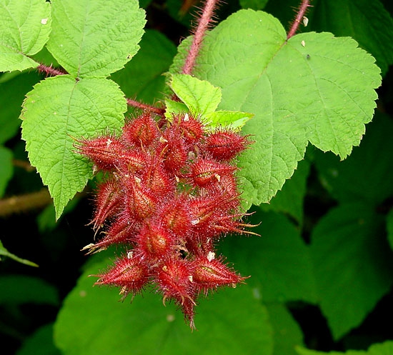 Rubus phoenicolasius
