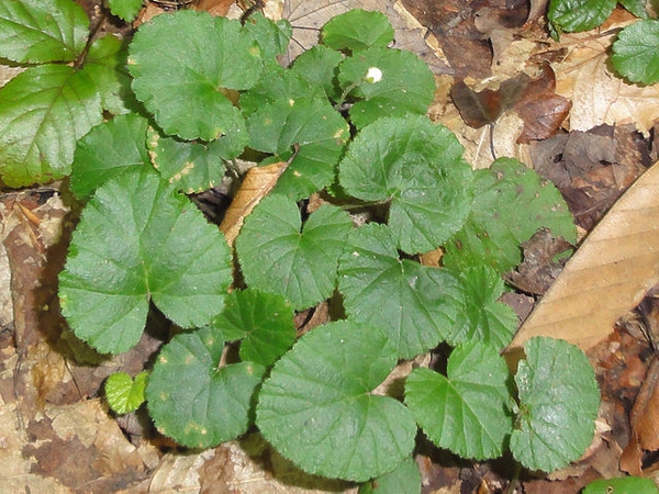 Rubus repens