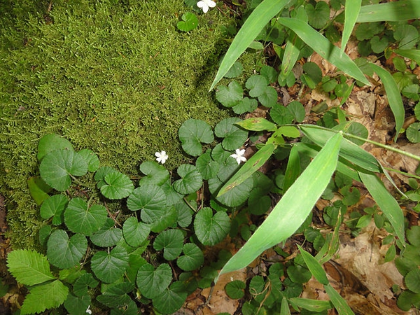 Rubus repens