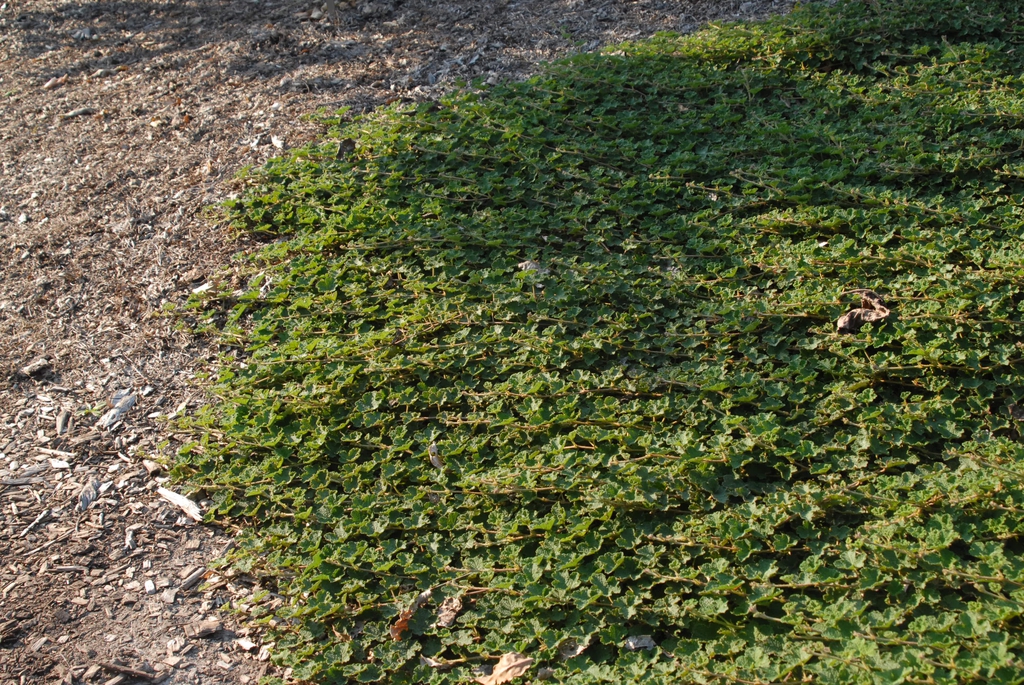 Form