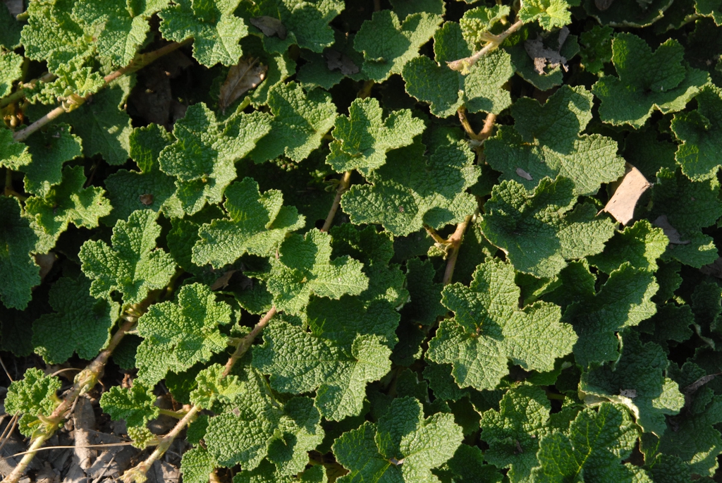 Leaves