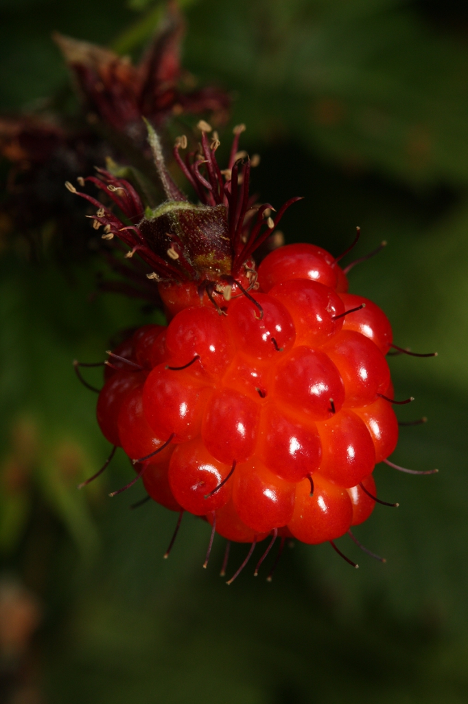 Fruit