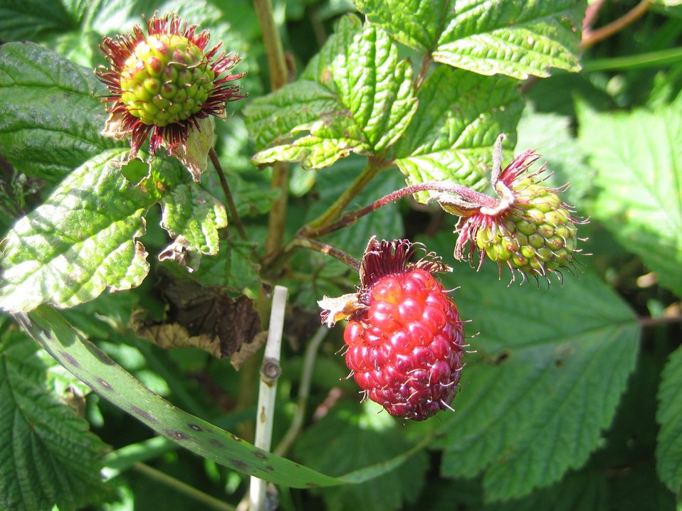 Fruit