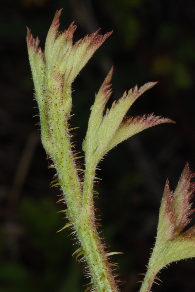 Hairy stem and leaves (Harlingen, TX)-Mid Spring