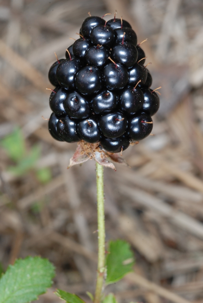 Berry (McIntosh County, GA)-Mid Spring