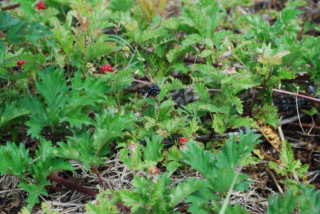 Spring form (Harlingen, TX)-Mid Spring