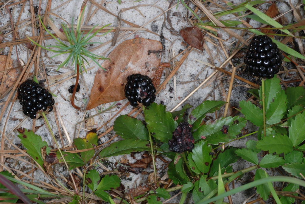 Fruits and leaves (McIntosh County, GA)-Mid Spring