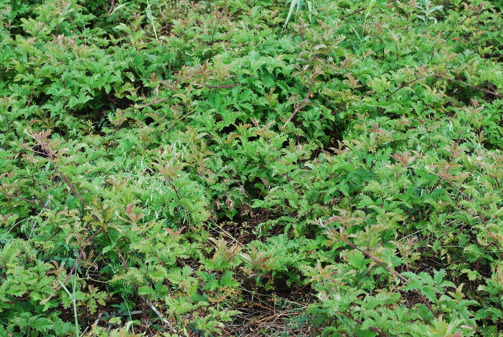 Spring form (Harlingen, TX)-Mid Spring