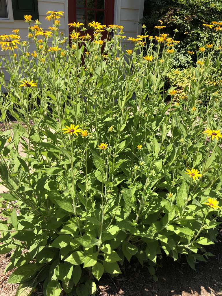 Rudbeckia hirta