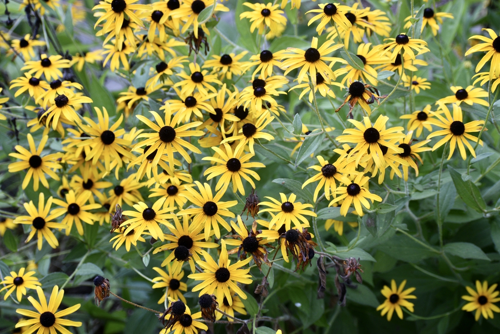 Flowers - Aug. 12 - Wake Co., NC