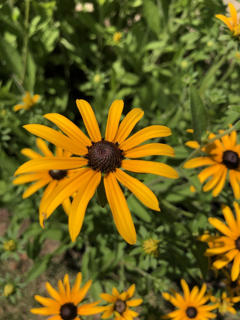 Flower - Wake Co., NC