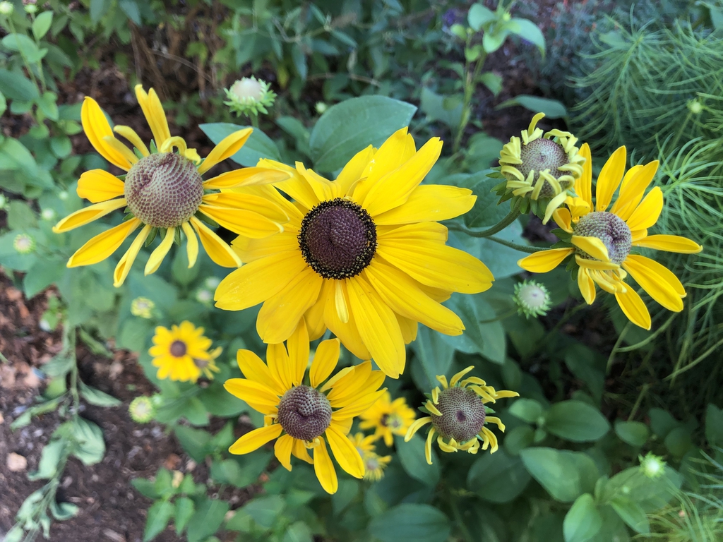 Rudbeckia Hirta